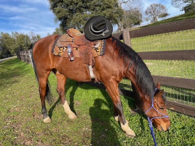 Saddled horse at Vaquera Ranch